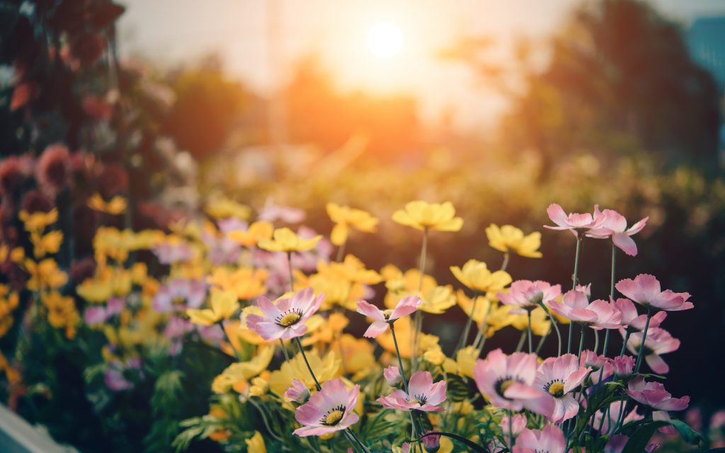 Verzorgde opgeruimde tuin met bloeiende planten en schone tuinmeubels voor optimale buiteninrichting